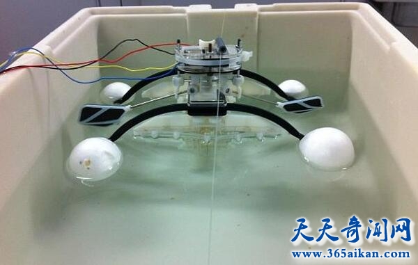 揭秘令人惊奇的仿生学机器人，仿生学软体机器人消灭污染物