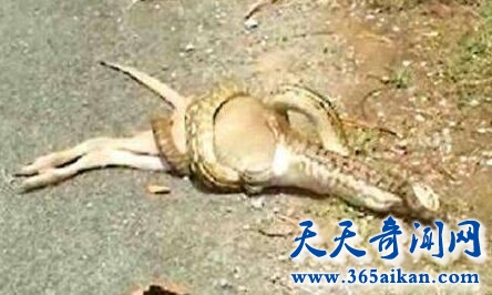 蛇是如何吞下比自己体积大的猎物的？