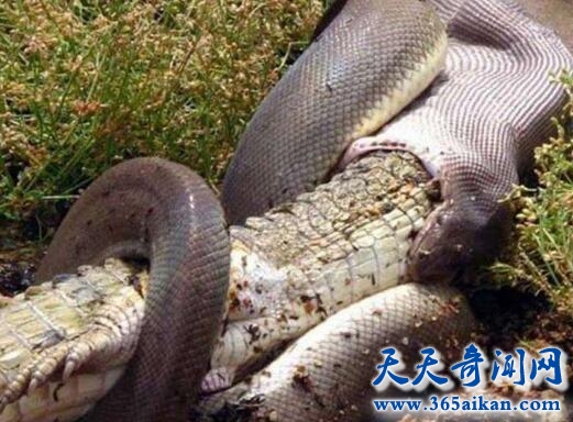 蛇是如何吞下比自己体积大的猎物的？