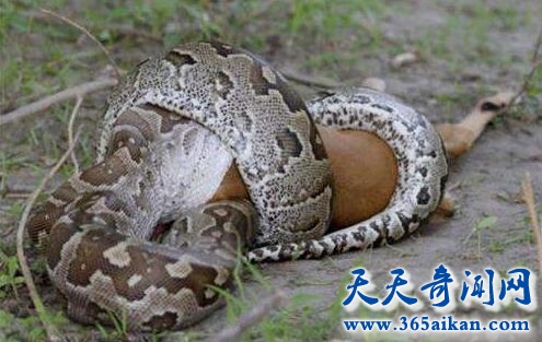 蛇是如何吞下比自己体积大的猎物的？