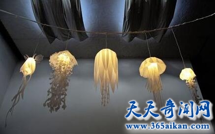 蛋黄水母的全面介绍？蛋黄水母的危害有哪些？