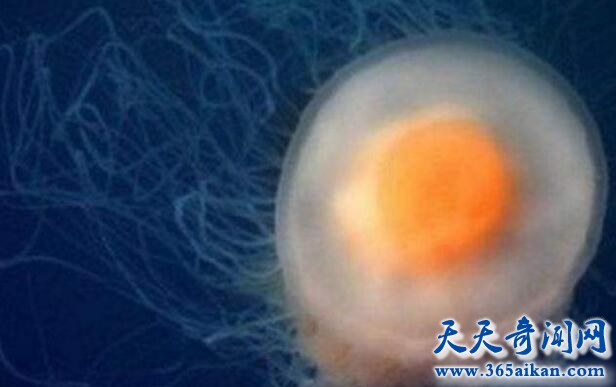 蛋黄水母的全面介绍？蛋黄水母的危害有哪些？