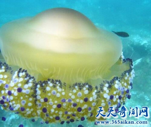 蛋黄水母的全面介绍？蛋黄水母的危害有哪些？