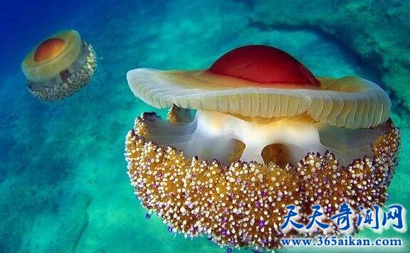 蛋黄水母的全面介绍？蛋黄水母的危害有哪些？