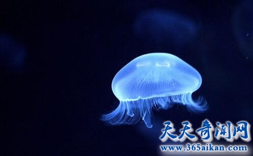蛋黄水母的全面介绍？蛋黄水母的危害有哪些？