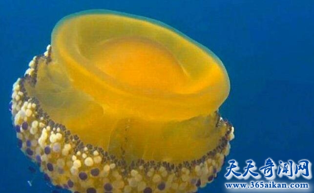 蛋黄水母的全面介绍？蛋黄水母的危害有哪些？