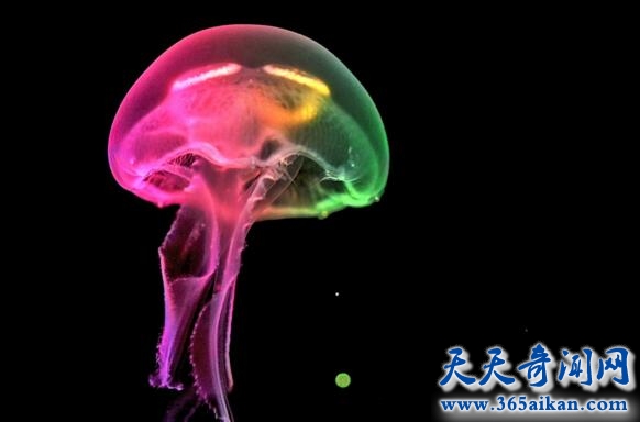 蛋黄水母的全面介绍？蛋黄水母的危害有哪些？