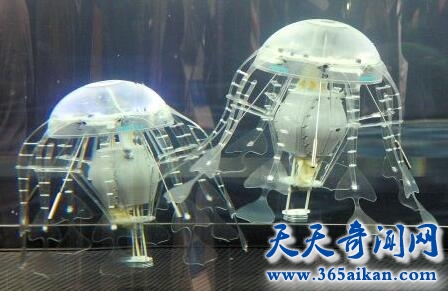 蛋黄水母的全面介绍？蛋黄水母的危害有哪些？