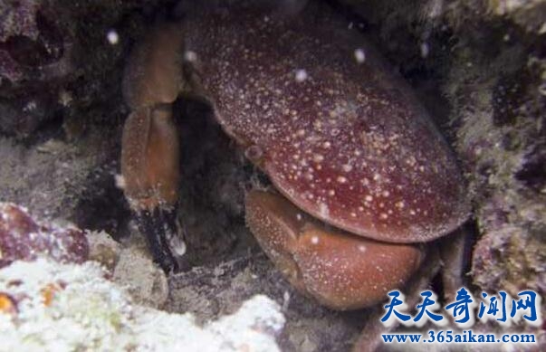 正直爱洁蟹有什么特点？正直爱洁蟹能吃吗？