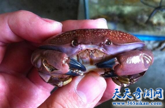 正直爱洁蟹有什么特点？正直爱洁蟹能吃吗？