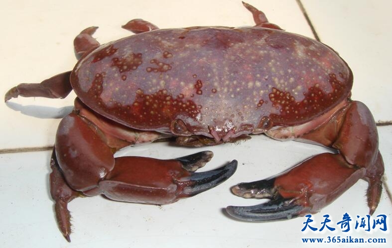 正直爱洁蟹有什么特点？正直爱洁蟹能吃吗？
