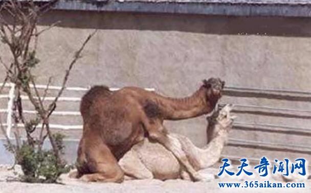 动物交配会有快感嘛？动物交配与人有什么区别？