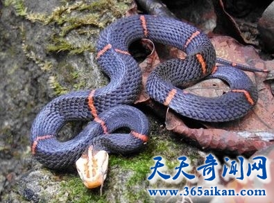 喜玛拉雅白头蛇的介绍，喜玛拉雅白头蛇的毒性到底有多强？