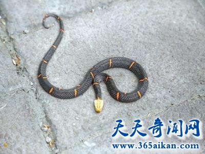喜玛拉雅白头蛇的介绍，喜玛拉雅白头蛇的毒性到底有多强？