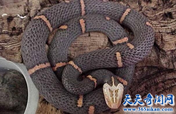 喜玛拉雅白头蛇的介绍，喜玛拉雅白头蛇的毒性到底有多强？