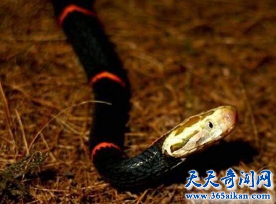 喜玛拉雅白头蛇的介绍，喜玛拉雅白头蛇的毒性到底有多强？