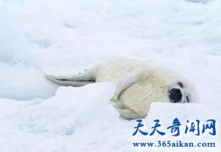 动物冬眠