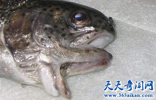 揭秘UFO外星人肢解动物的恐怖事件，血肉横飞满地动物尸体！