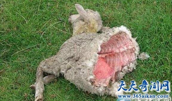 揭秘UFO外星人肢解动物的恐怖事件，血肉横飞满地动物尸体！