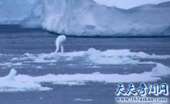 南极洲发现的神秘物种ningen真的存在吗？ningen真的是日本人投放在南极的吗？