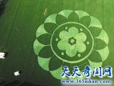 揭秘中国第一个麦田怪圈隐藏着怎样的秘密？