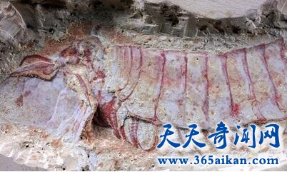 寒武纪4.jpg