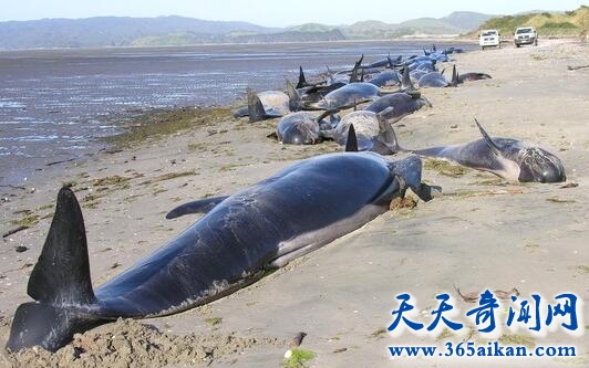鲸鱼搁浅1.jpg