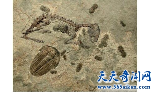 寒武纪1.jpg