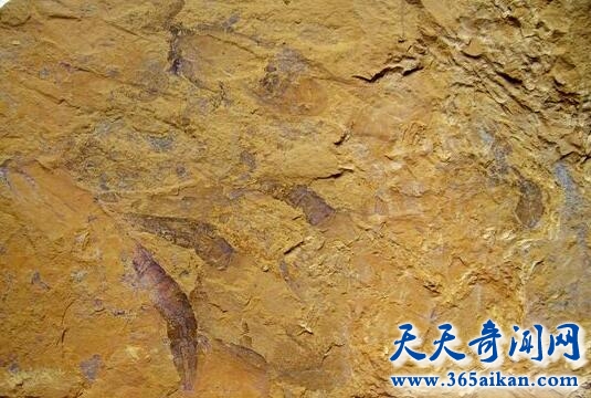 寒武纪2.jpg