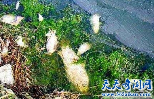 唐山大地震前兆1.jpg