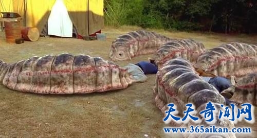 神秘怪兽死亡之虫是否真的存在？死亡之虫的传说是怎么样的？
