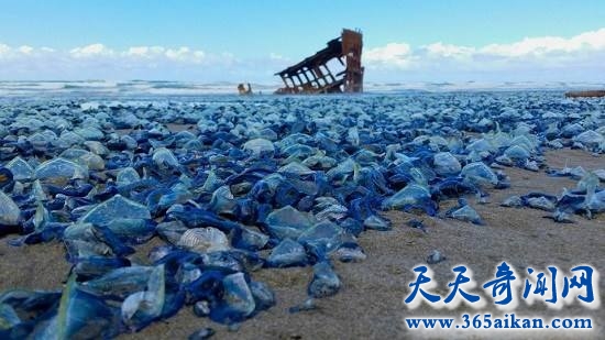 大群外星生物登陆地球，美轮美奂的说木！