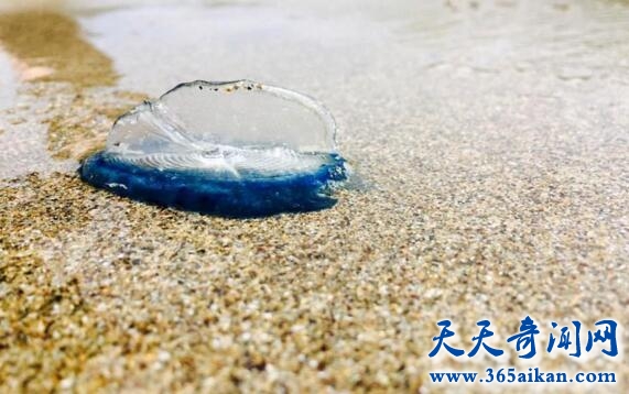 大群外星生物登陆地球，美轮美奂的说木！