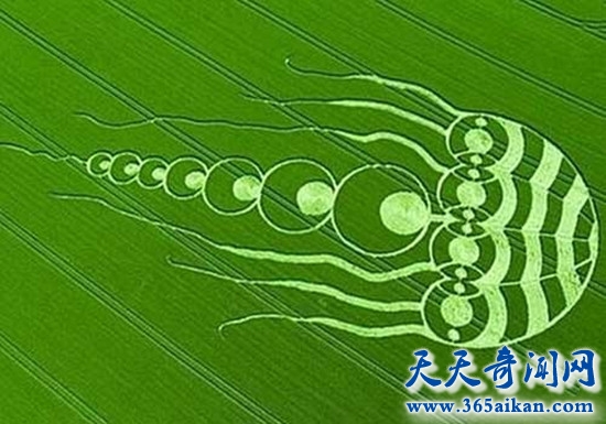 麦田怪圈真相揭秘 麦田怪圈是外星人弄出来的吗