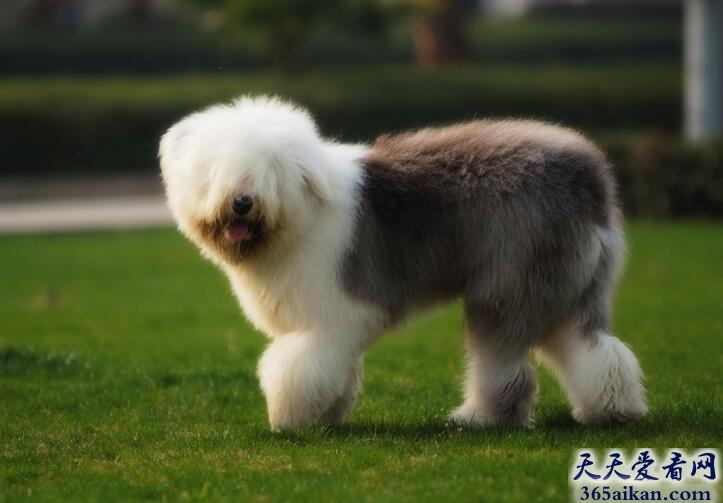 世界上最漂亮的狗狗有哪些？十大世界上最漂亮的狗狗