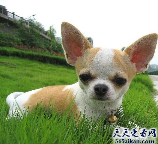 世界上最漂亮的狗狗有哪些？十大世界上最漂亮的狗狗