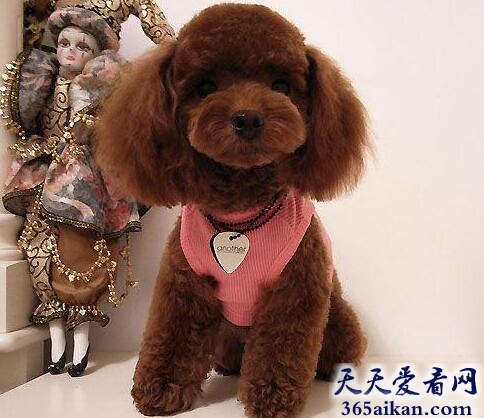 世界上最漂亮的狗狗有哪些？十大世界上最漂亮的狗狗