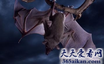 揭秘：世界上十大最懒的动物有哪些？