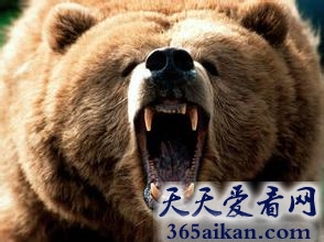 令人震惊的动物袭人事件，残忍血腥，肢体横飞