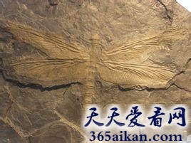 世界上最大的蜻蜓是什么？世界上最大的蜻蜓有多大？