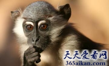 世界上最贵的十个动物是哪些？世界上最贵的十个动物是介绍