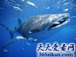 盘点世界最长的鱼是哪个？世界最长的鱼介绍