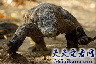 世界上最大的蜥蜴是什么？世界上最大的蜥蜴介绍