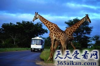 世界上最大的动物园在哪？世界上最大的动物园介绍
