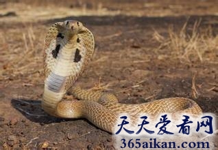 盘点自然界的十大动物杀手有哪些？自然界的十大动物杀手介绍