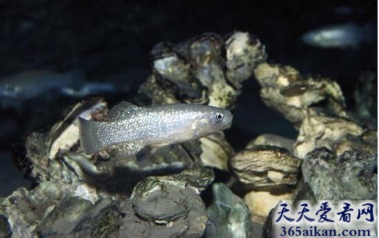 沙漠鱼1.jpg