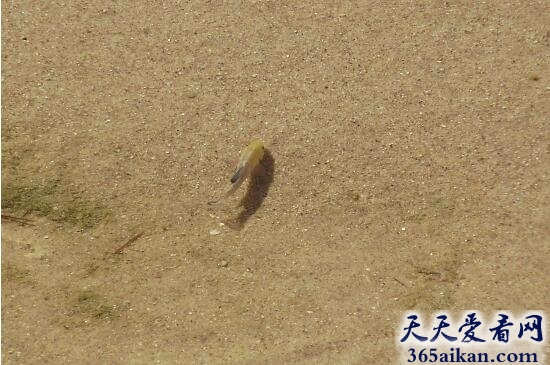 沙漠鱼.jpg