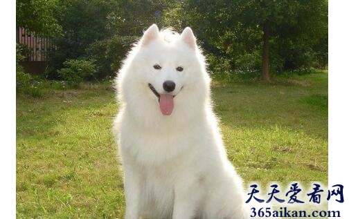 萨摩耶犬.jpg