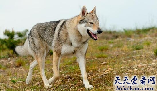 捷克狼犬.jpg