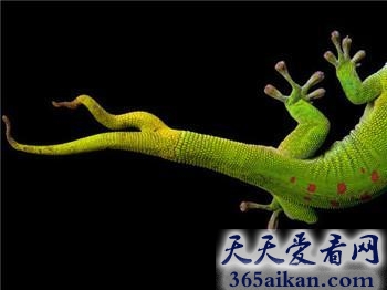 动物为什么会有断体再生的能力？